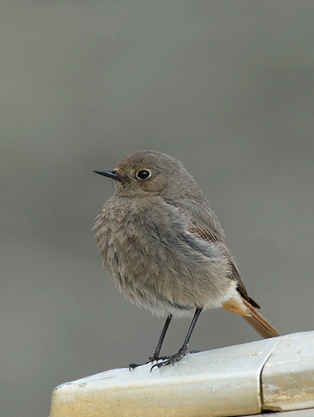 Mustaleppälintu, Black Redstart, Phoenicurus ochruros